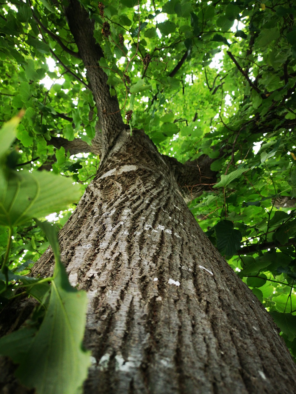 tree, leaves, foliage-4413080.jpg